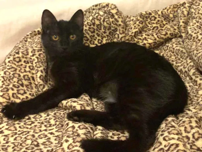 Gato ra a SRD idade 2 a 6 meses nome NEFERTITI