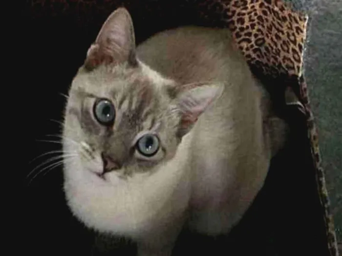 Gato ra a femea preta e o cinza idade 4 anos nome Cirse e grey 