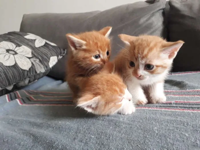 Gato ra a  idade Abaixo de 2 meses nome Varios