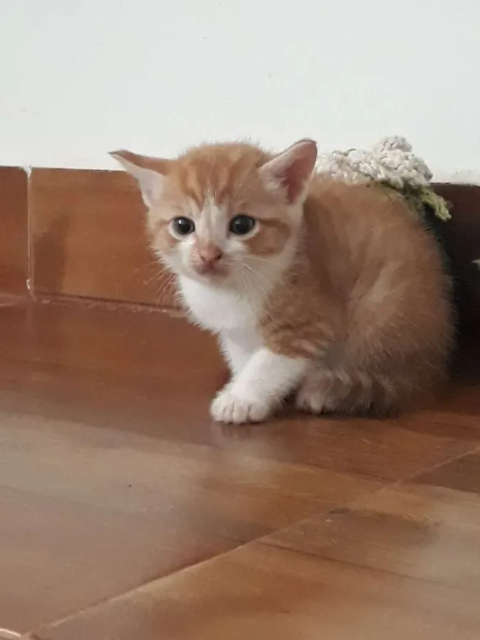 Gato ra a  idade Abaixo de 2 meses nome Varios