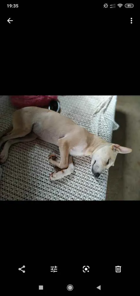 Cachorro ra a Vira lata  idade 2 a 6 meses nome Esmeralda 