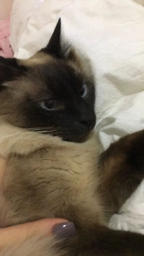 Gato ra a Siamês  idade 3 anos nome Miona