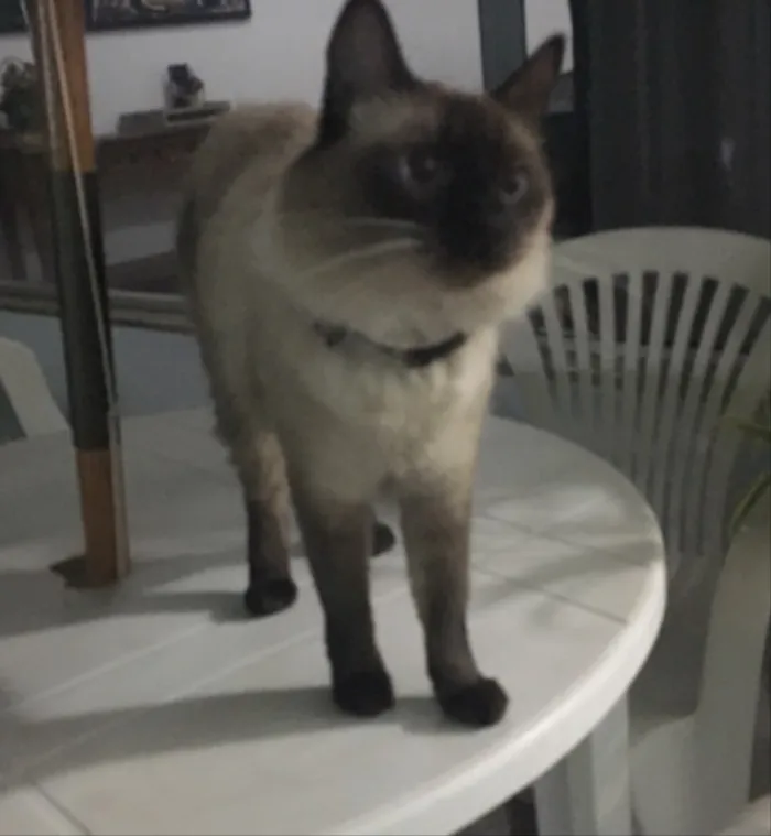 Gato ra a Siamês  idade 3 anos nome Miona