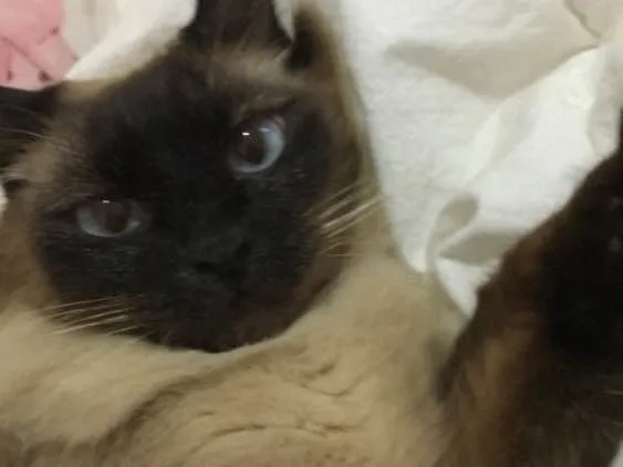 Gato ra a Siamês  idade 3 anos nome Miona