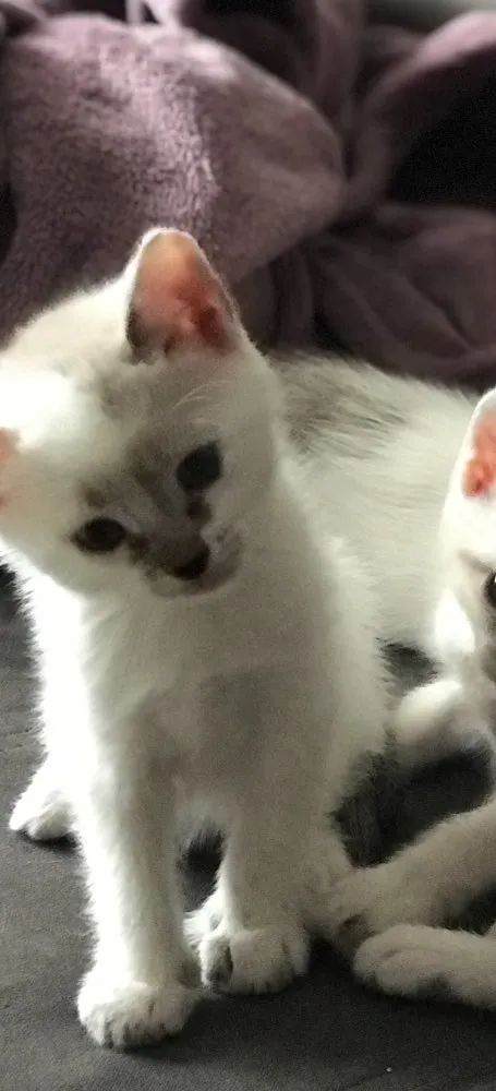 Gato raça Vira lata  idade 2 a 6 meses nome Salvador