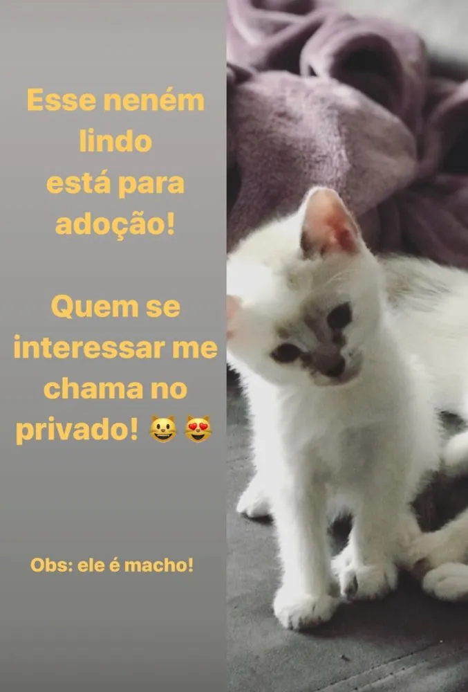 Gato raça Vira lata  idade 2 a 6 meses nome Salvador