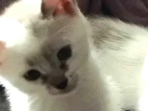 Gato raça Vira lata  idade 2 a 6 meses nome Salvador