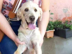 Cachorro raça Vira lata idade 3 anos nome Bob