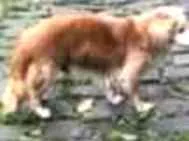 Cachorro raça SRD idade 6 ou mais anos nome Tobinho