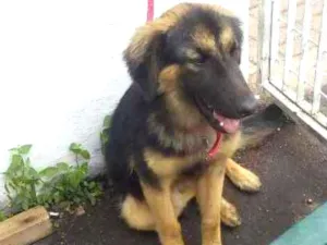 Cachorro raça Mix de Pastor Alemão idade 7 a 11 meses nome Tufão
