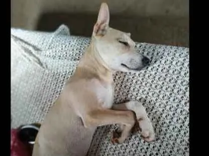Cachorro ra a Vira lata  idade 2 a 6 meses nome Esmeralda 