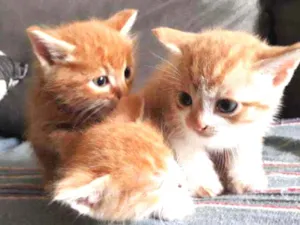 Gato raça  idade Abaixo de 2 meses nome Varios