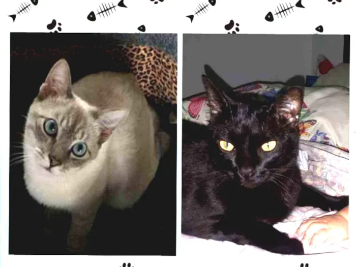 Gato ra a femea preta e o cinza idade 4 anos nome Cirse e Grey 