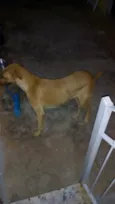 Rana