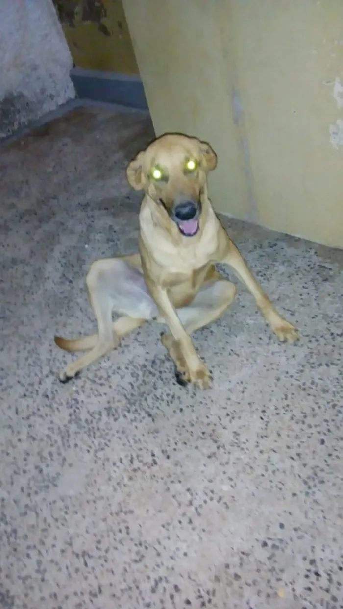 Cachorro raça Pastor alemão com vira lata idade 6 ou mais anos nome Rana