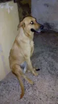 Rana