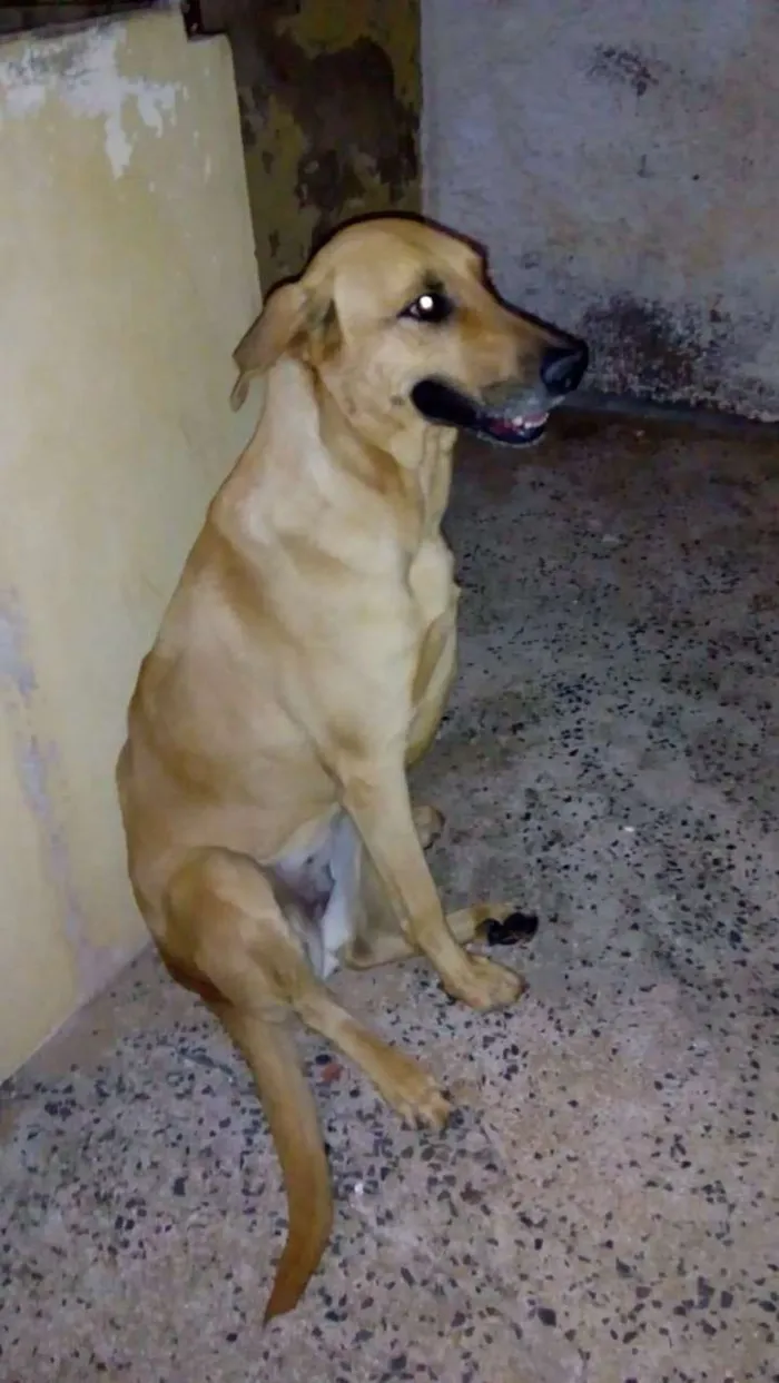 Cachorro raça Pastor alemão com vira lata idade 6 ou mais anos nome Rana