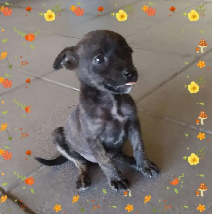 Cachorro ra a Srd idade Abaixo de 2 meses nome Miucha