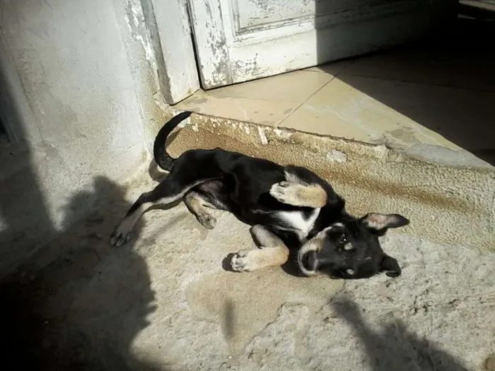 Cachorro ra a Mestiço idade 2 a 6 meses nome Bite