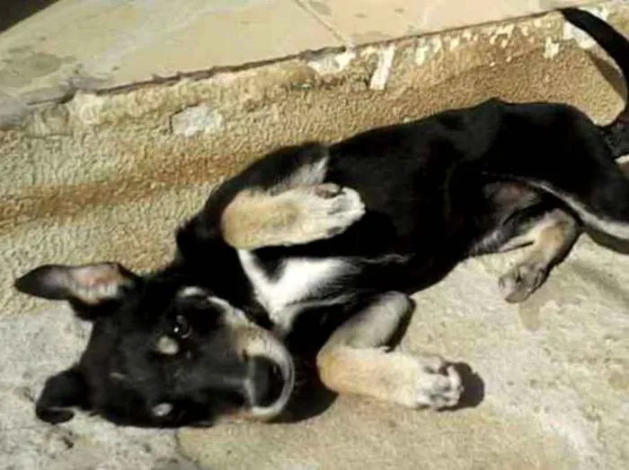 Cachorro ra a Mestiço idade 2 a 6 meses nome Bite