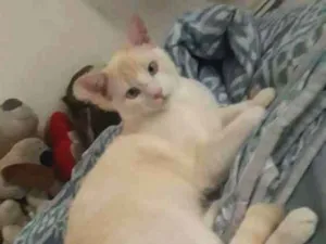 Gato raça Sem raça idade 7 a 11 meses nome Gato