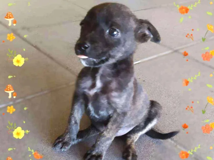 Cachorro ra a Srd idade Abaixo de 2 meses nome Miucha