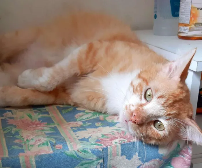 Gato ra a SRD idade 2 anos nome Elvis