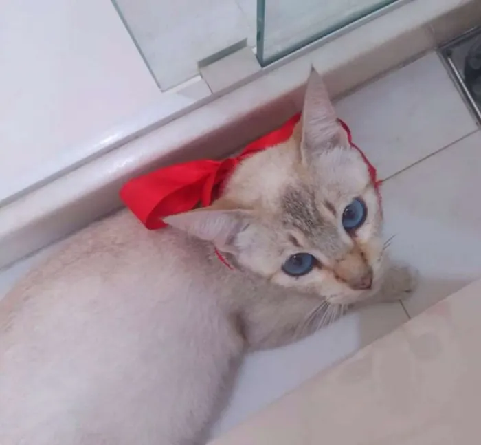 Gato ra a SRD idade 1 ano nome Sofia