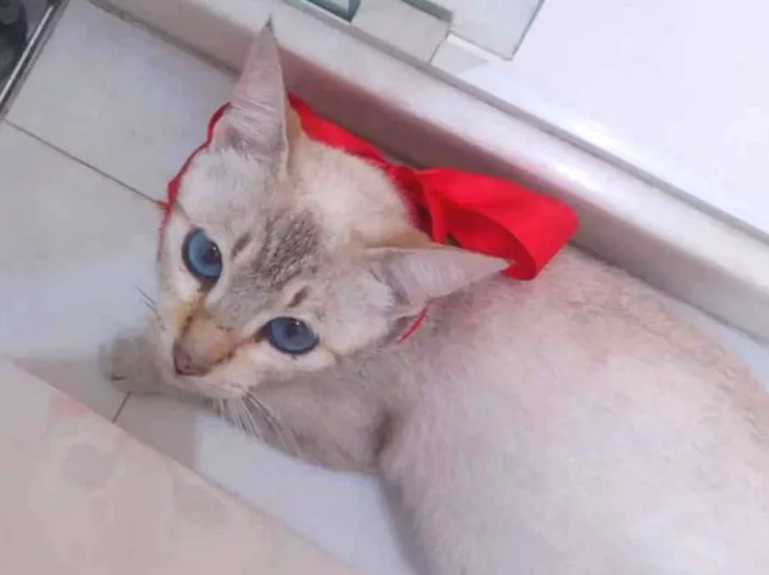 Gato ra a SRD idade 1 ano nome Sofia