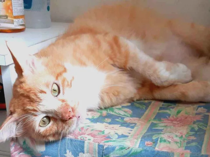 Gato ra a SRD idade 2 anos nome Elvis