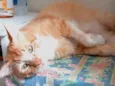 Elvis