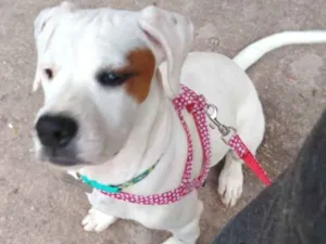 Cachorro raça Boxer idade 2 a 6 meses nome Tereza - Boxer