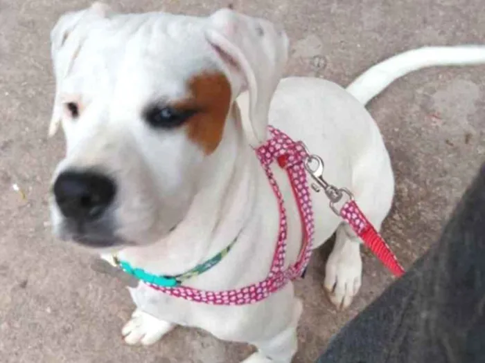 Cachorro raça Boxer idade 2 a 6 meses nome Tereza - Boxer