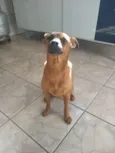Pluto - Pinscher