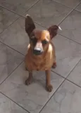 Pluto - Pinscher