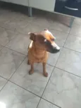 Pluto - Pinscher