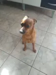 Pluto - Pinscher
