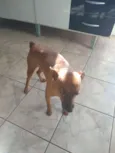 Pluto - Pinscher