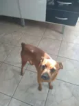 Pluto - Pinscher