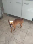 Pluto - Pinscher