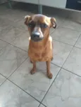 Pluto - Pinscher