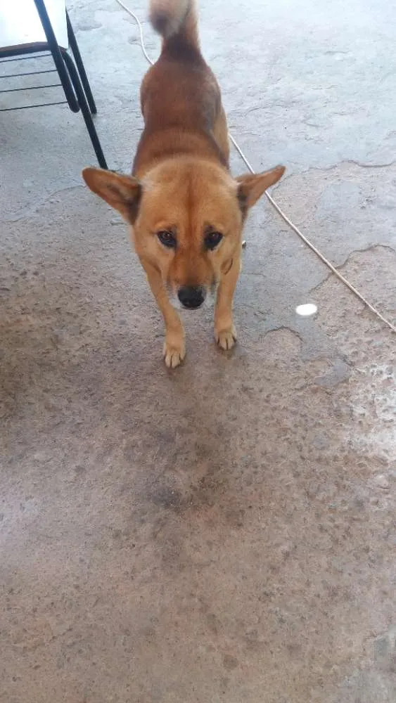 Cachorro ra a Vira lata idade 5 anos nome Fred