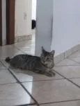 Leia