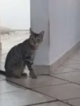 Leia
