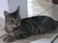 Leia