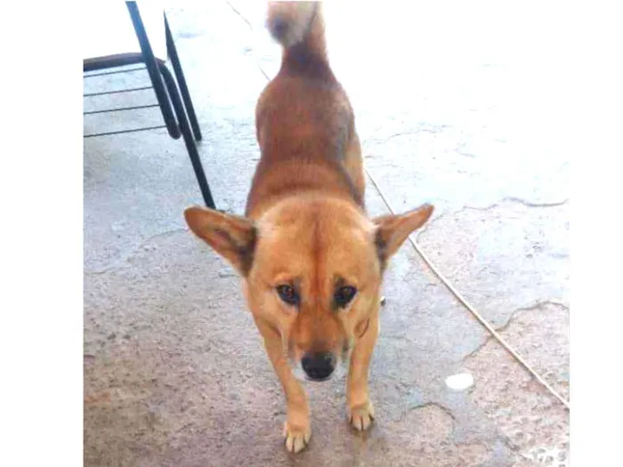 Cachorro ra a Vira lata idade 5 anos nome Fred