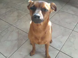 Cachorro raça Pinscher idade 3 anos nome Pluto - Pinscher
