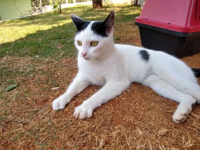 Gato ra a srd idade 1 ano nome à escolher