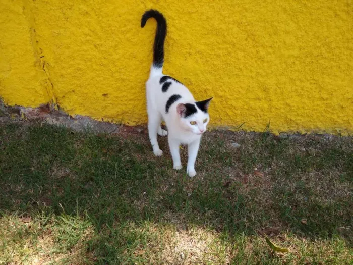 Gato ra a srd idade 1 ano nome à escolher