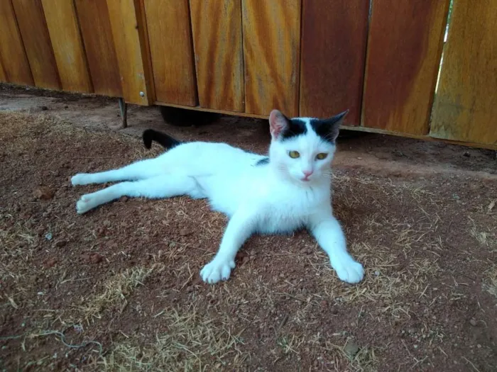 Gato ra a srd idade 1 ano nome à escolher